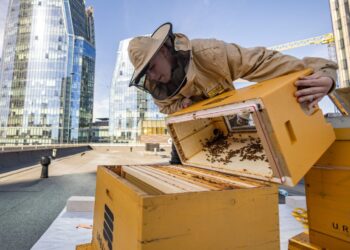 Vilnius – bitėms bičiuliškas miestas