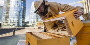 Vilnius – bitėms bičiuliškas miestas