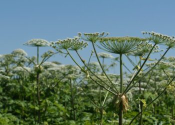 Kviečiama prisidėti prie invazinių rūšių naikinimo: parama – iš ES fondų