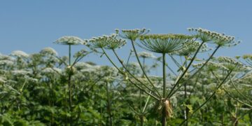 Kviečiama prisidėti prie invazinių rūšių naikinimo: parama – iš ES fondų