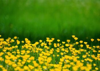 Įsibėgėjo pasėlių deklaravimas