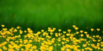 Įsibėgėjo pasėlių deklaravimas