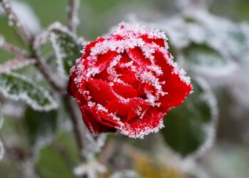 Įsibėgėjo pasėlių deklaravimas