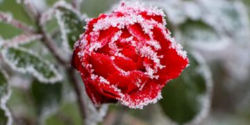 Įsibėgėjo pasėlių deklaravimas