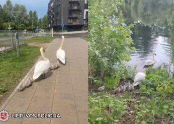 Neįprasta gelbėjimo operacija sostinėje