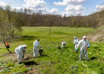 Kova su invazinėmis rūšimis: naikinami Sosnovskio barščiai, imsis rykštenių ir ispaninio ariono