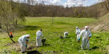 Kova su invazinėmis rūšimis: naikinami Sosnovskio barščiai, imsis rykštenių ir ispaninio ariono