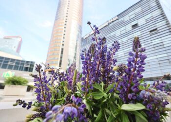 Kova su invaziniais augalais tęsiasi: gyventojai raginami skinti ir naikinti lubinus