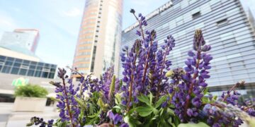 Kova su invaziniais augalais tęsiasi: gyventojai raginami skinti ir naikinti lubinus