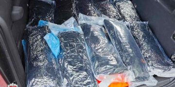 Sostinės kriminalistų laimikis – 20 kg kanapių (video)