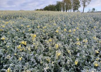 Šalnų padariniai Šalčininkų rajone