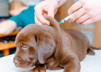 Nemokamas augintinių ženklinimas tęsiasi – Vilniaus rajone jau sužymėti 185 gyvūnai