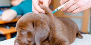 Nemokamas augintinių ženklinimas tęsiasi – Vilniaus rajone jau sužymėti 185 gyvūnai