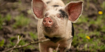 Pavojaus signalas kiaulių ūkiams: Kelmės r. ūkyje nustatytas pirmasis šiais metais afrikinio kiaulių maro atvejis Lietuvoje