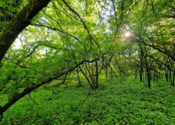 Šeškinės šlaituose bus naikinami invaziniai uosialapiai klevai