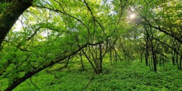 Šeškinės šlaituose bus naikinami invaziniai uosialapiai klevai