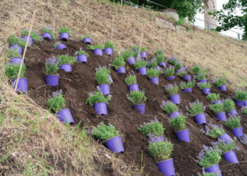 Vilniaus kolegijos dovana sostinei – žydinčios širdys Neries krantinėje