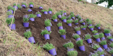 Vilniaus kolegijos dovana sostinei – žydinčios širdys Neries krantinėje