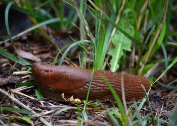 Kova su invaziniais šliužais: ką turi žinoti kiekvienas sodininkas