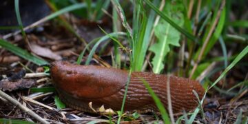 Kova su invaziniais šliužais: ką turi žinoti kiekvienas sodininkas