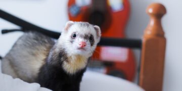 Planuojate auginti katę, šunį ar šešką? Nuo šiol save kaip augintinio šeimininką turite įregistruoti