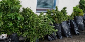 Ukmergės rajone aptikta kanapių plantacija