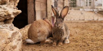 Zoologijos sodas Danijoje prašo aukoti naminių gyvūnų, kad galėtų juos sušerti plėšrūnams