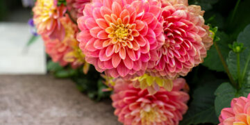 Rugpjūčio džiaugsmas vazoje – jurginai: kaip prailginti jų šviežumą ir išryškinti grožį?