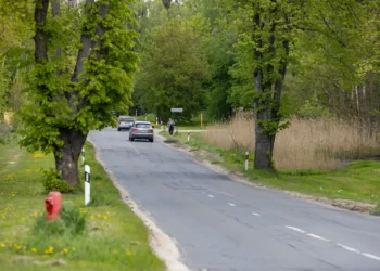 Netrukus prasidės Džiaugsmo gatvės rekonstrukcija, šalinami želdiniai bus atsodinti