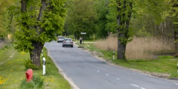 Netrukus prasidės Džiaugsmo gatvės rekonstrukcija, šalinami želdiniai bus atsodinti