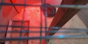 Vilniaus rajone per kratą grindyse įrengtoje ertmėje rastas 4 metrų pitonas