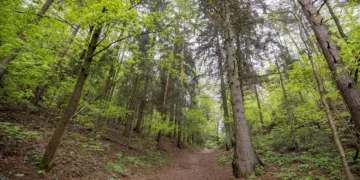 Paaiškino – kodėl Vilniaus miškuose būtini sanitariniai kirtimai?
