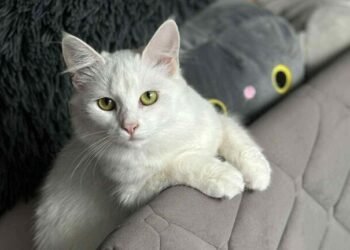 Nuo benamio iki šeimos nario: savivaldybės darbuotojų istorijos apie priglaustus augintinius