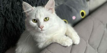 Nuo benamio iki šeimos nario: savivaldybės darbuotojų istorijos apie priglaustus augintinius