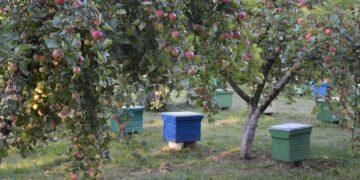 Bitininkai kviečiami pasinaudoti parama papildomam bičių maitinimui