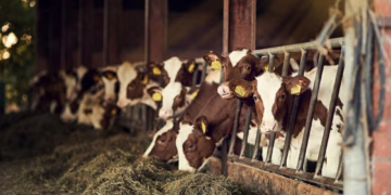 Galimi pirmieji mėlynojo liežuvio ligos atvejai Lietuvoje: kaip elgtis ūkininkams?