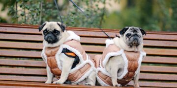 Šalčio sezonas čia pat: kaip užtikrinti augintinio sveikatą ir komfortą