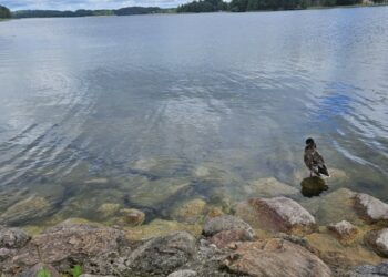 Rugsėjo 6 d. vyksiančių varžybų „Rally Elektrėnai 2025“ metu bus ribojamas eismas