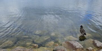 Rugsėjo 6 d. vyksiančių varžybų „Rally Elektrėnai 2025“ metu bus ribojamas eismas