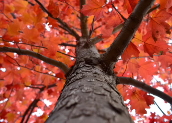 Vilniuje Lvivo, Kalvarijų bei Ozo gatvėse bus tvarkomi želdynai