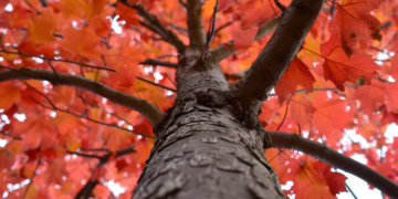Vilniuje Lvivo, Kalvarijų bei Ozo gatvėse bus tvarkomi želdynai