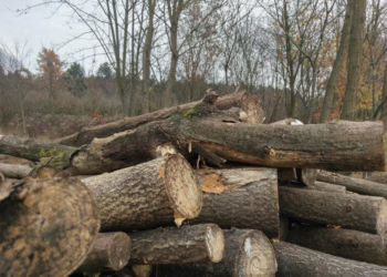 Miško vagystė po atviru dangumi: 1000 eurų nuostolis Šatrininkų seniūnijoje