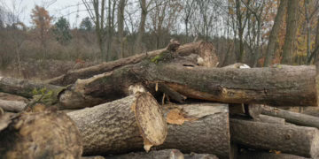 Miško vagystė po atviru dangumi: 1000 eurų nuostolis Šatrininkų seniūnijoje