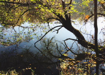 Prasideda želdinių tvarkymo darbai Žvėryne