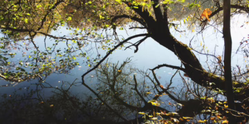 Prasideda želdinių tvarkymo darbai Žvėryne