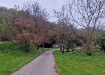 Neries pakrantėje ir kitose teritorijose naikinami invaziniai medžiai