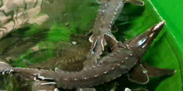 Į Nerį paleista 5 tūkst. aštriašnipių eršketų