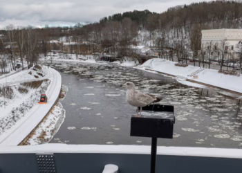 Neries krantinėse – naikinami invaziniai augalai, bus daugiau erdvės lankytojams