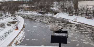 Neries krantinėse – naikinami invaziniai augalai, bus daugiau erdvės lankytojams
