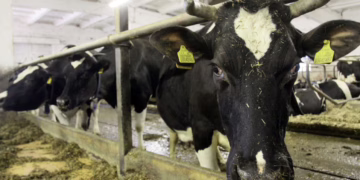 Natūralaus pieno supirkimo kaina Lietuvoje šiemet išaugo 23,8 proc.